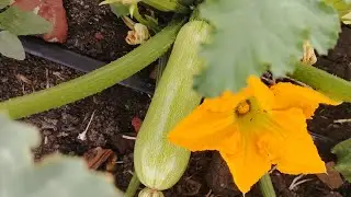 Работаю на полях Кубанских на кабачках.