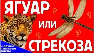 Пушистые факты