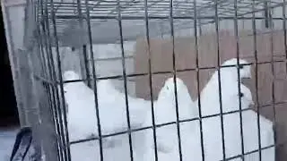 Татар_Базар ( ижевские белые)