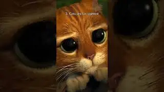 5 Facts You DIDN'T Know About Your Cat - Puss in Boots: The Last Wish