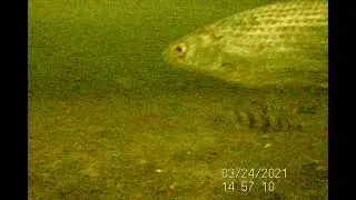 Рыбалка с Calypso 24 марта 2021 года