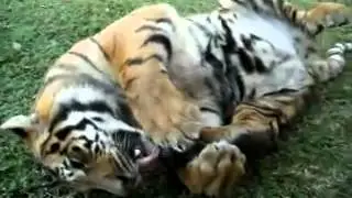 Sleepy tiger