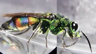 #27 육니청벌 확대영상 2-1 청벌 옆면 앞면 Chrysididae cuckoo wasp Beautiful wasp zombifies