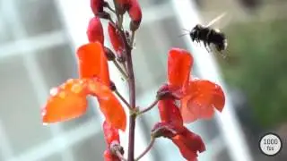 Slow Motion Video at 100, 250, 500 and 1000 fps
