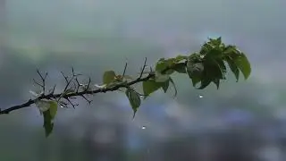Relaxing Thunder and Rain  View on a tree  10 hours 13 minutes 22 seconds