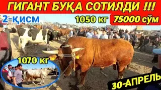 ГИГАНТ БУҚАЛАР СОТИЛДИ ХОРАЗМ МОЛ БОЗОРИ GIGANT BUQA SOTILDI 30-Aprel 2023 г.