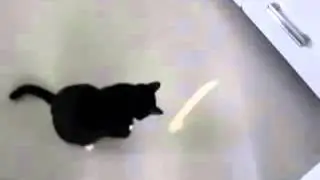 домашние животные Ляпы