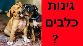 איך להיכנס בצורה נכונה לגינת כלבים | גינות כלבים תל אביב | גינת כלבים | טל שלוש מסביר על גינות כלבים