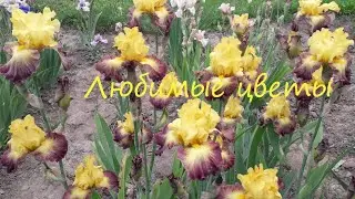 Iris Bloom 2021: Collection Overview. Favorite Varieties