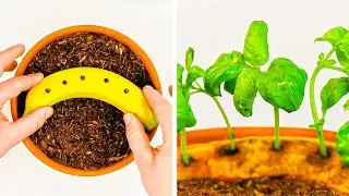 Как Проращивать Семена и Косточки 🌱 Полезные Советы для Домашнего Садоводства