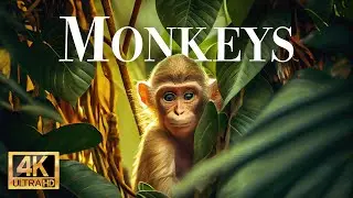 Monkeys 4K - Wonderful wildlife movie with soothing music
