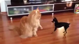 Köpek kediyi dövüyor