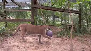 Cougar plays with enrichment!