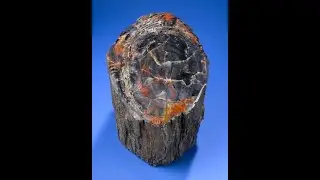 Petrified Wood