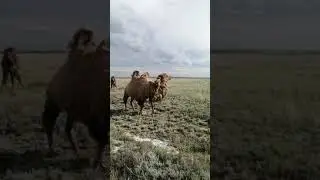 8 июня 2020 г.