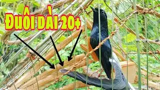 Chòe Lửa Mồi Đuôi Dài 20+ Gặp Phải Đối Thủ