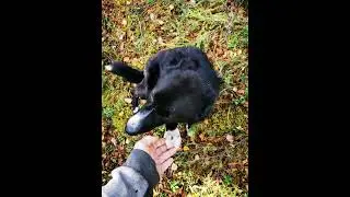 поймут те кто также отдыхает 🤘 , осень в тайге. северный урал😎