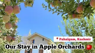 Apple Farm Homestay in Kashmir | Best in Pahalgam | Ep 06 Kashmir Trip #appleorchard | budget stay