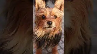 Gracias señor por el video y las fotos de Blackie #fotografiacanina #sesiondefotos