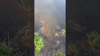 скоро пойду на живца #рыбалка #fishing