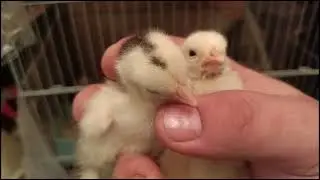Bıldırcınlar kılavuz attı yumurtlayan bıldırcına nasıl bakılmalı üretime hazır olduğu nasılanlaşılır