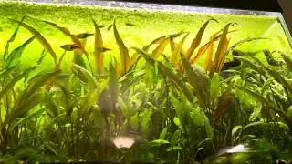 20 gallon long Planted tank