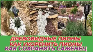 ДРЕВОВИДНЫЕ  ПИОНЫ / ГОРТЕНЗИИ / КАК СОХРАНИТЬ САЖЕНЦЫ ДО ВЕСНЫ часть 2