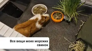 Все вещи моих морских свинок