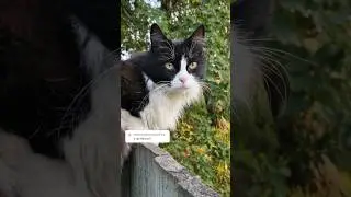 Где Васёк?🐈‍⬛