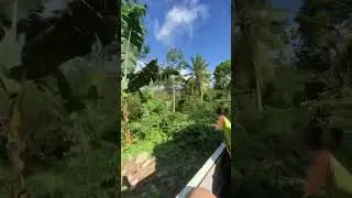 🌽 