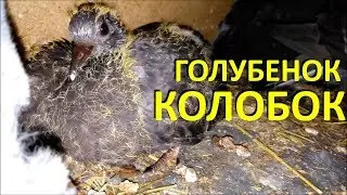 Дневник голубенка Колобка