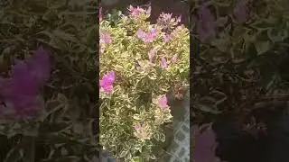 hoa giấy...