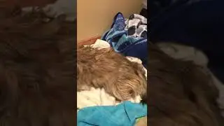 Bee being super sweet to 1st born pup(1-26-21)to comfort while in labor with the 2nd pup(1-27-21)