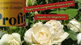 Поддержим иммунитет наших роз. Защита от вредителей.