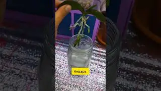 Орхидея нарастила корни над водой 