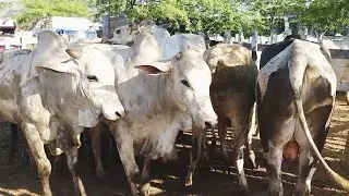 GADO DE 1-000 NA FEIRA EM CUPIRA-PE  28-08-2024 #nordeste