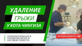 История выздоровления кота Чингиза