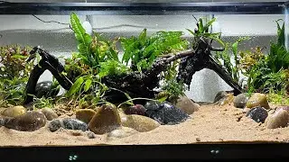 The 20 gallon long aquarium build