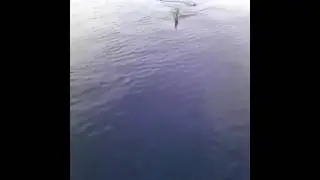 Squalo bianco nel Canale di Sicilia