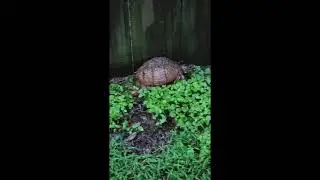 I found a turtle in my backyard!