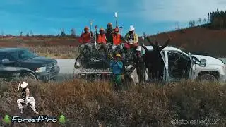 🌲 ForestPro 🌲
