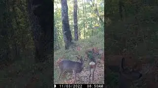 Coccole 🦌 - Capreolus capreolus 