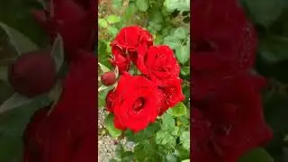 red ♥️ Rose 🌹🌹🌹🌹