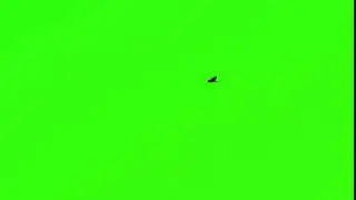 bird flying chroma key  Green Screen | Video Stocks