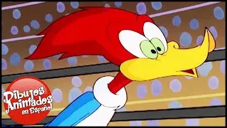 El Pajaro Loco en Español | El contendiente | Compilacion | Dibujos Animados