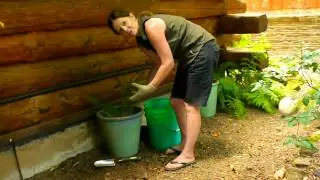 How to Successfully Transplant a Fern From the Ground to a Pot