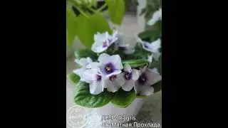 ЛЕ Polkagris и ЛЕ Мятная Прохлада