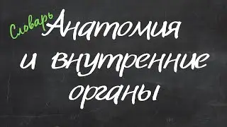 Анатомия и внутренние органы - Английский Видео-Словарь 