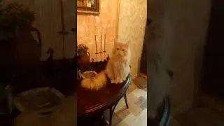 любимый.котик