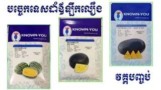 បច្ចេកទេសដាំឪឡឹកលឿង (វគ្គបញ្ចប់)